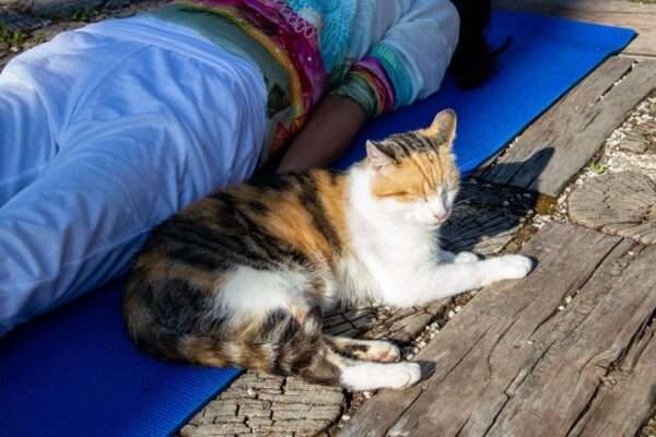 yoga-camp-with-animals